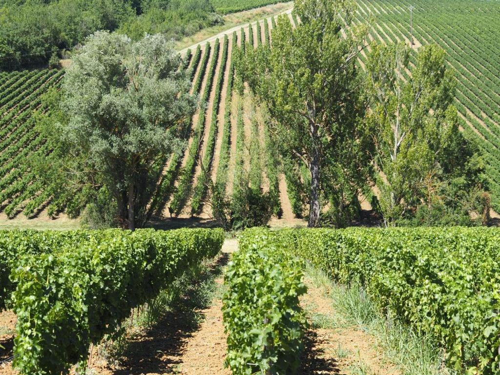 Le Mas De Doat, Gite De Charme 4 Etoiles Dans Le Triangle D Or Proche Gaillac Et Albi Senouillac Экстерьер фото