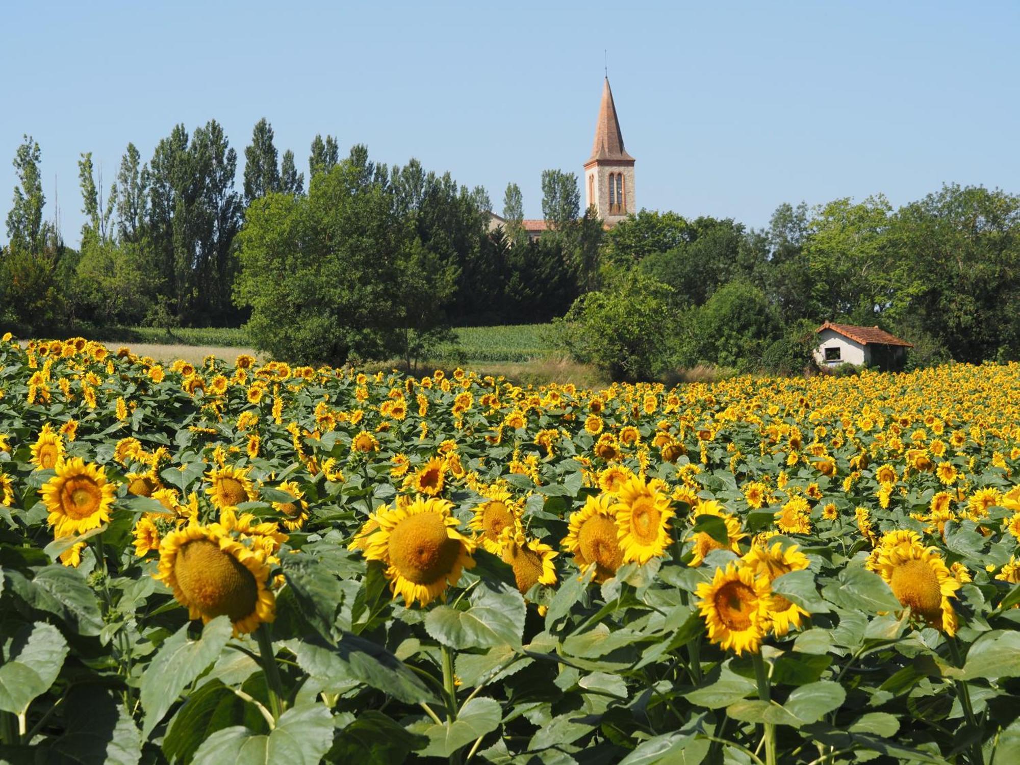 Le Mas De Doat, Gite De Charme 4 Etoiles Dans Le Triangle D Or Proche Gaillac Et Albi Senouillac Экстерьер фото
